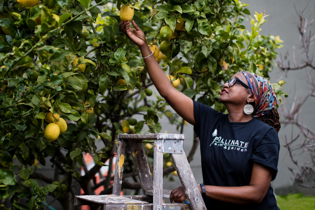 Fruit Picking System for Lemon Farm: Case Study